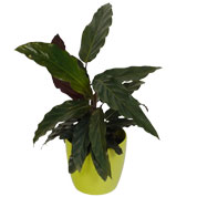 calathea -purplestar- - cache pot lime